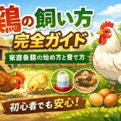 鶏の飼い方完全ガイド【家庭養鶏】初心者でも安心して始められる動物福祉の実践