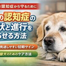 犬の認知症（痴呆）の症状と進行を遅らせる方法｜獣医師も認める完全ガイド
