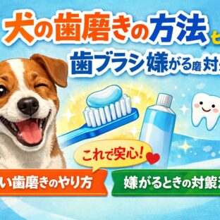 犬の歯磨きの方法と歯ブラシを嫌がるときの対処法【獣医師監修・完全ガイド】