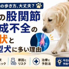 犬の股関節形成不全とは？症状・原因・大型犬に多い理由を徹底解説