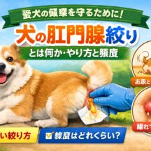 犬の肛門腺絞りとは？正しいやり方・頻度・しないとどうなるかを徹底解説