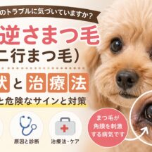 犬の逆さまつ毛（二行まつ毛）の症状と治療法｜放置すると失明リスクも？獣医師監修の完全ガイド