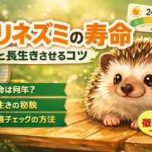 ハリネズミの寿命は何年？長生きさせるために知っておきたい飼育のコツと環境づくり