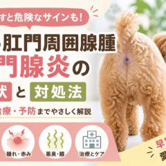 犬の肛門周囲腺腫・肛門腺炎の症状と対処法｜早期発見が愛犬を守る