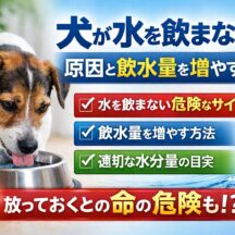 犬が水を飲まない原因と飲水量を増やす工夫｜獣医師監修・動物福祉の視点から徹底解説
