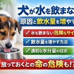犬が水を飲まない原因と飲水量を増やす工夫｜獣医師監修・動物福祉の視点から徹底解説
