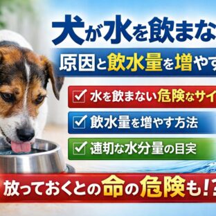 犬が水を飲まない原因と飲水量を増やす工夫｜獣医師監修・動物福祉の視点から徹底解説