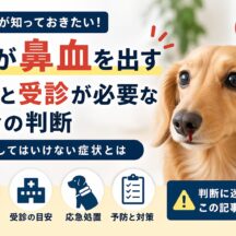 犬が鼻血を出す原因と受診が必要な場合の判断｜動物福祉の視点から徹底解説
