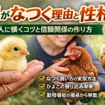 鶏がなつく理由と性格｜科学的根拠と動物福祉の視点から徹底解説