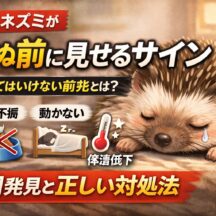 ハリネズミが死ぬ前に見せるサイン｜獣医師監修・後悔しないための完全ガイド