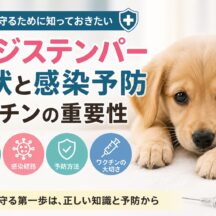 犬のジステンパーの症状と感染予防・ワクチンの重要性｜愛犬を守るために知っておくべきこと