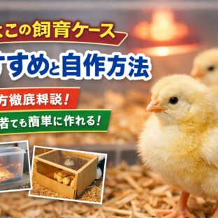 ひよこの飼育ケースおすすめ5選と自作方法を完全解説｜初心者でも失敗しない育て方