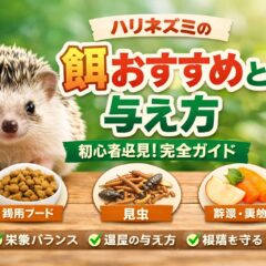 ハリネズミの餌おすすめ完全ガイド｜与え方・量・頻度まで専門家が解説