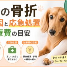 犬の骨折の原因と応急処置・治療費の目安｜獣医師監修で徹底解説