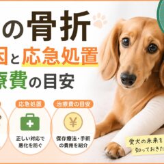 犬の骨折の原因と応急処置・治療費の目安｜獣医師監修で徹底解説