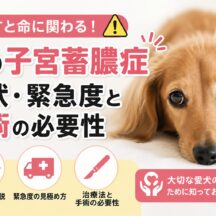 犬の子宮蓄膿症とは？症状・緊急度・手術の必要性をわかりやすく解説