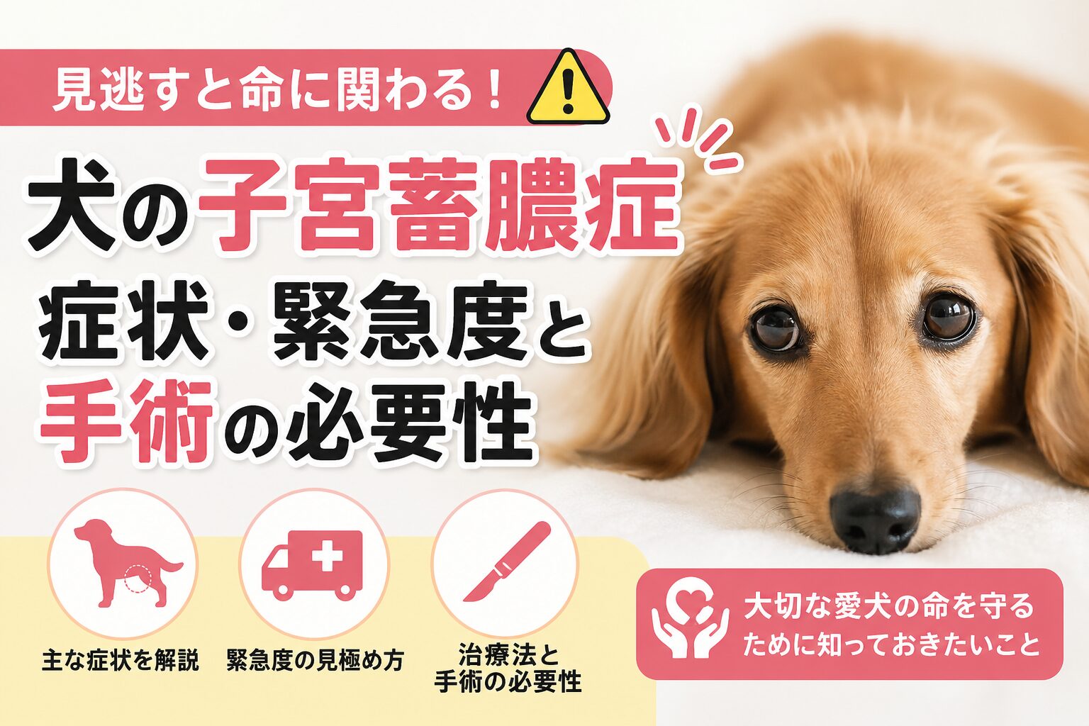 犬の子宮蓄膿症とは