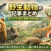 野生動物の記事まとめ｜熊・クジラ・里山・密猟・共存問題まで学べるリンク集