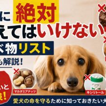 犬に絶対与えてはいけない食べ物リスト｜獣医師監修・理由も徹底解説