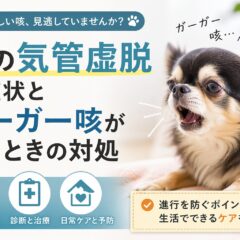 犬の気管虚脱の症状とガーガー咳が続くときの対処法｜原因・診断・治療まで完全解説