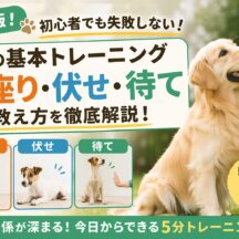 犬のしつけ「お座り・伏せ・待て」の基本トレーニング方法｜科学的根拠と動物福祉の視点から徹底解説