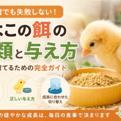 ひよこの餌の種類と与え方｜獣医師監修・動物福祉の視点から徹底解説