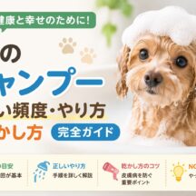 犬のシャンプーの正しい頻度・やり方と乾かし方｜獣医師監修の完全ガイド