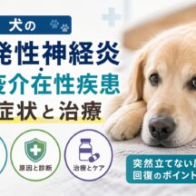 犬の多発性神経炎・免疫介在性疾患とは？症状・原因・治療法を獣医師監修レベルで徹底解説
