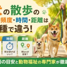 犬の散歩の正しい頻度・時間・距離は犬種で違う｜動物福祉の視点から徹底解説