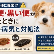 犬の血便・黒い便が出たときに疑う病気と対処法｜動物病院へ行く前に知っておくべきこと