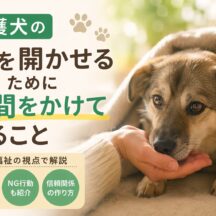 保護犬の心を開かせるために時間をかけてやること｜信頼関係を築く7つのステップ