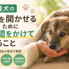 保護犬の心を開かせるために時間をかけてやること｜信頼関係を築く7つのステップ