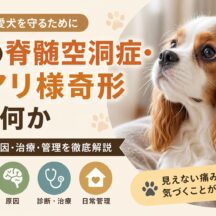犬の脊髄空洞症・チアリ様奇形とは？症状・原因・管理まで獣医師監修レベルで徹底解説