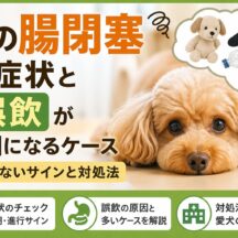 犬の腸閉塞の症状と誤飲が原因になるケース｜早期発見が命を救う