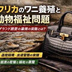 アフリカのワニ養殖産業と動物福祉問題｜高級ブランドの裏に潜む爬虫類の苦境