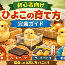 ひよこの育て方完全ガイド【初心者向け】ケースのサイズ・保温・火災リスクまで徹底解説