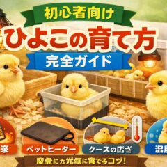 ひよこの育て方完全ガイド【初心者向け】ケースのサイズ・保温・火災リスクまで徹底解説