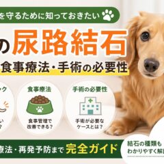 犬の尿路結石の症状・食事療法・手術まで完全解説｜早期発見が愛犬を救う