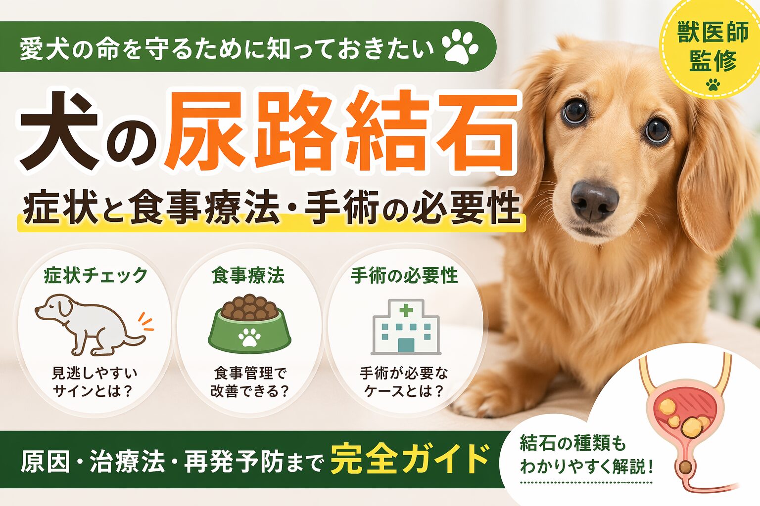 犬の尿路結石の症状・食事療法・手術