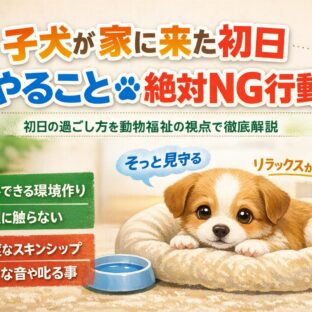 子犬が家に来た初日にやること完全ガイド｜絶対NGな行動と正しい迎え方