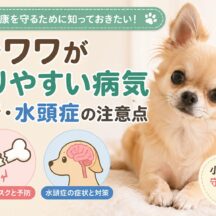チワワがなりやすい病気とは？骨折・水頭症など飼い主が知るべき注意点を徹底解説