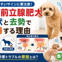 犬の前立腺肥大の症状と去勢で改善する理由｜獣医師監修の動物福祉的アプローチ