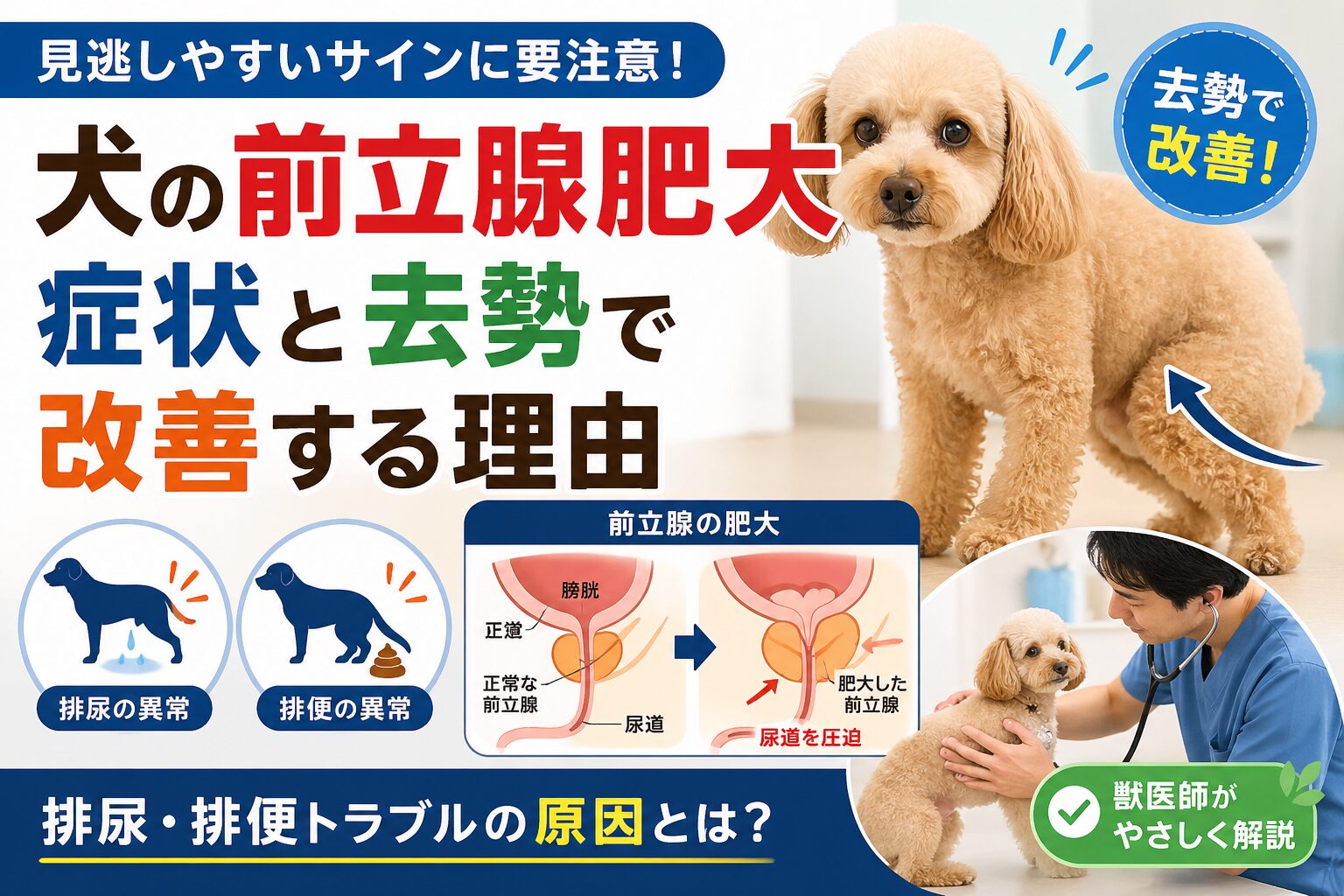 犬の前立腺肥大の症状と去勢で改善する理由