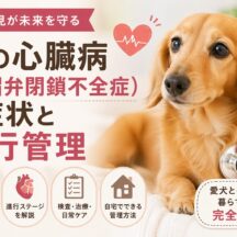 犬の心臓病「僧帽弁閉鎖不全症」の症状・進行ステージ・自宅管理まで徹底解説