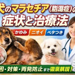 犬のマラセチア（脂漏症）の症状と治療法｜獣医監修・完全ガイド