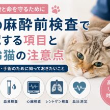猫の麻酔前検査で確認する項目と高齢猫の注意点｜獣医師が教える安全な手術のために知っておきたいこと