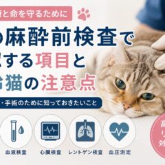 猫の麻酔前検査で確認する項目と高齢猫の注意点｜獣医師が教える安全な手術のために知っておきたいこと