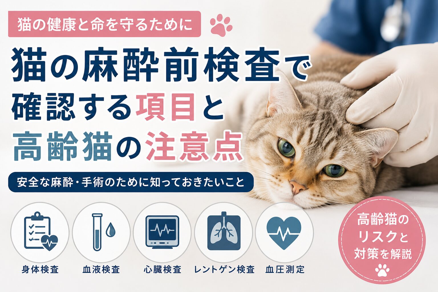 猫の麻酔前検査で確認する項目と高齢猫の注意点