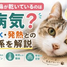 猫の鼻が乾いているのは病気？脱水・発熱との関係を獣医師監修で解説