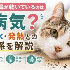 猫の鼻が乾いているのは病気？脱水・発熱との関係を獣医師監修で解説